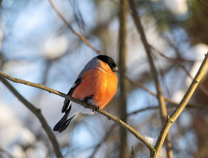 Снегирьphoto preview