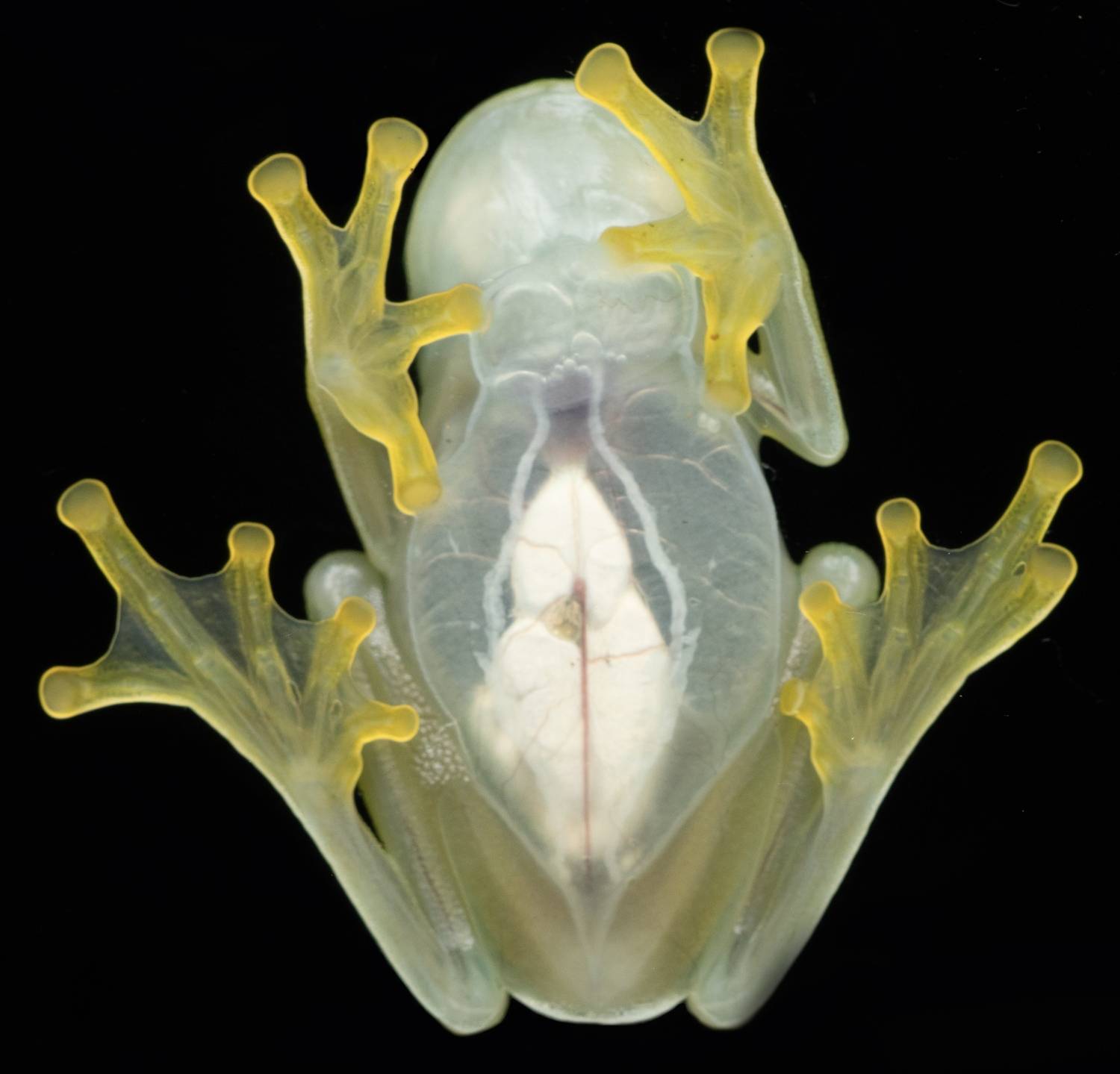 Glass frog organs. Автор: Eduardo Salvador Cabrera costa rica, Eduardo Salvador Cabrera