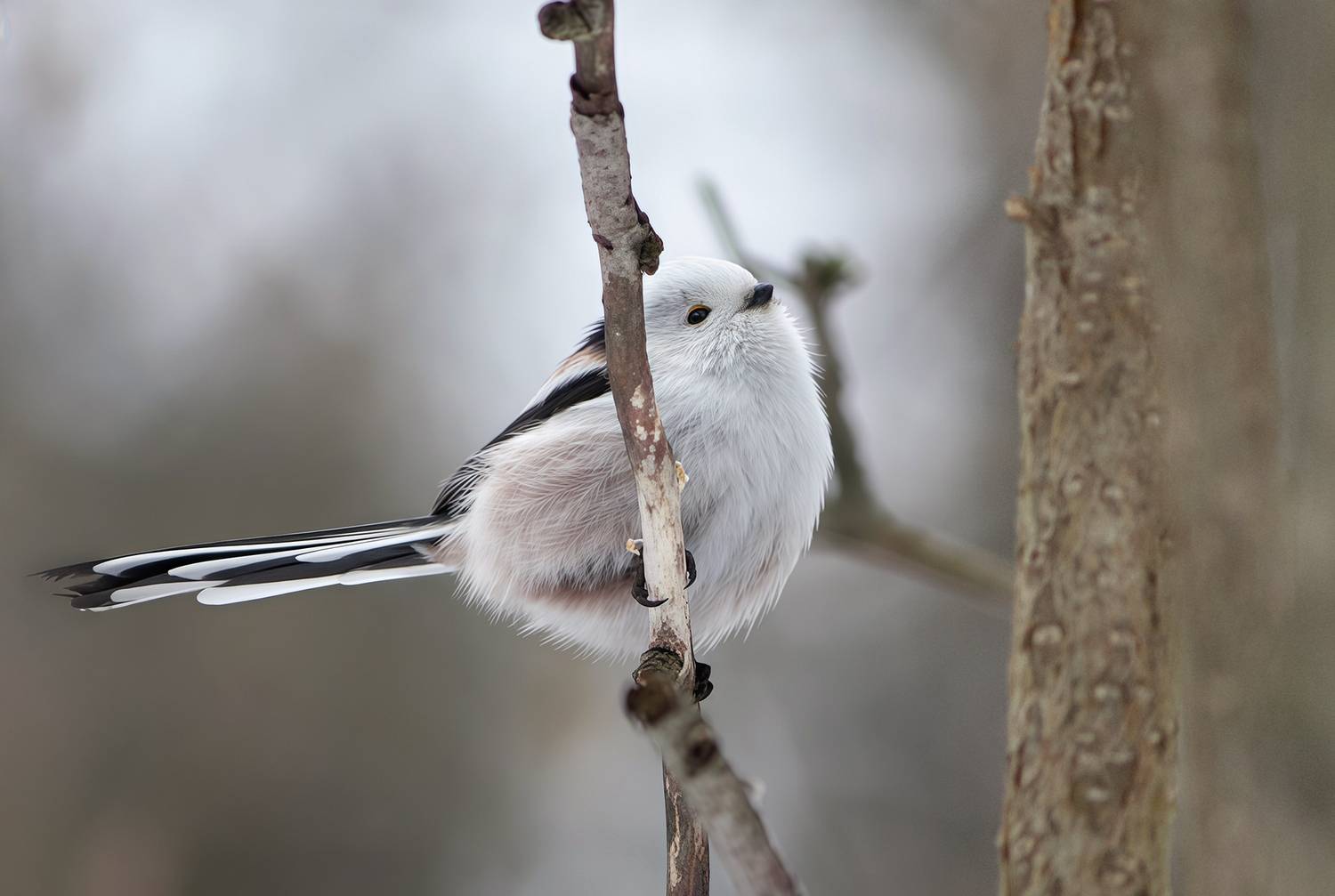 Ополовник (Aegithalos caudatus). Автор: КарОл синица, длиннохвостая синица, ополовник, aegithalos caudatus, КарОл