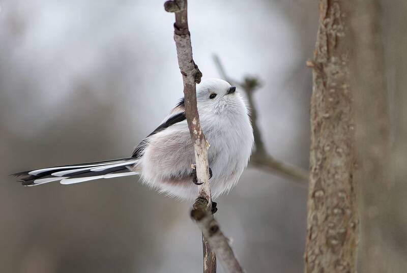 Ополовник (Aegithalos caudatus) фото превью