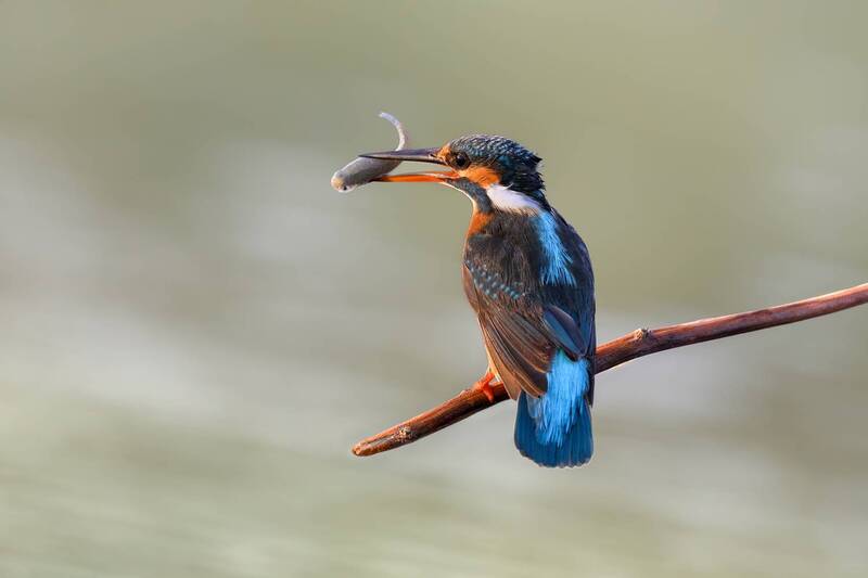 Зимородокphoto preview