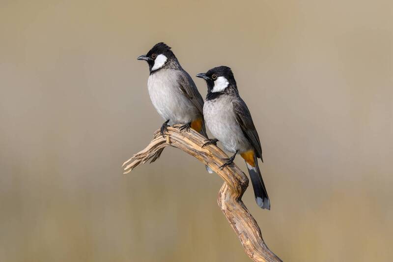 Бюльбюлиphoto preview