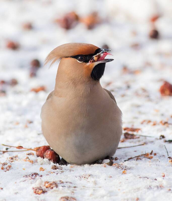 Свиристель фото превью