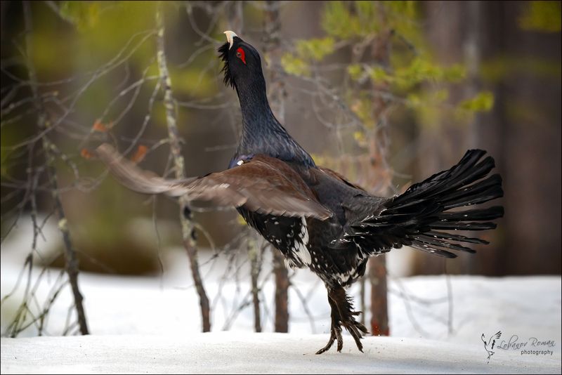 Танец на носочкахphoto preview