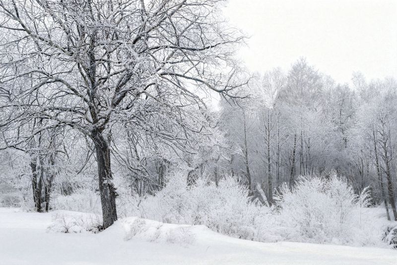 пейзаж, урал, зима, снег, иней Стужаphoto preview