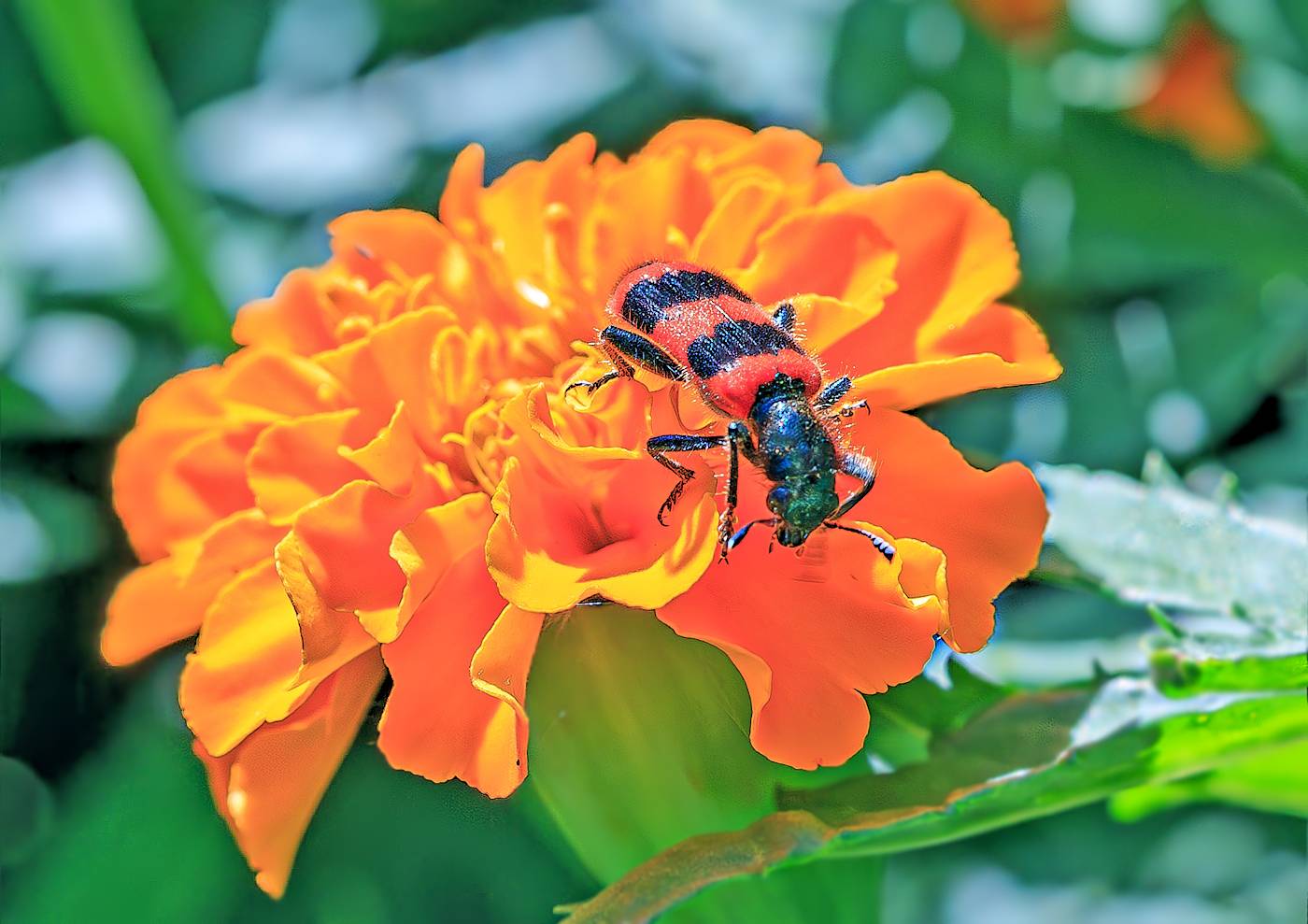 Пчеложук. Автор: Борис Новиков насекомые, жук, пестряк, пчеложук, Борис Новиков