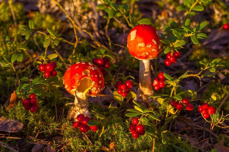 .... фото превью