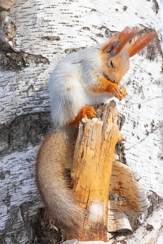 Сиеста фото превью