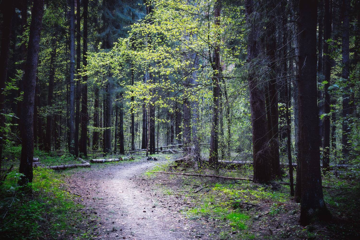 В весеннем лесу. Автор: Валерий Вождаев лес, деревья, листва, свет, Валерий Вождаев