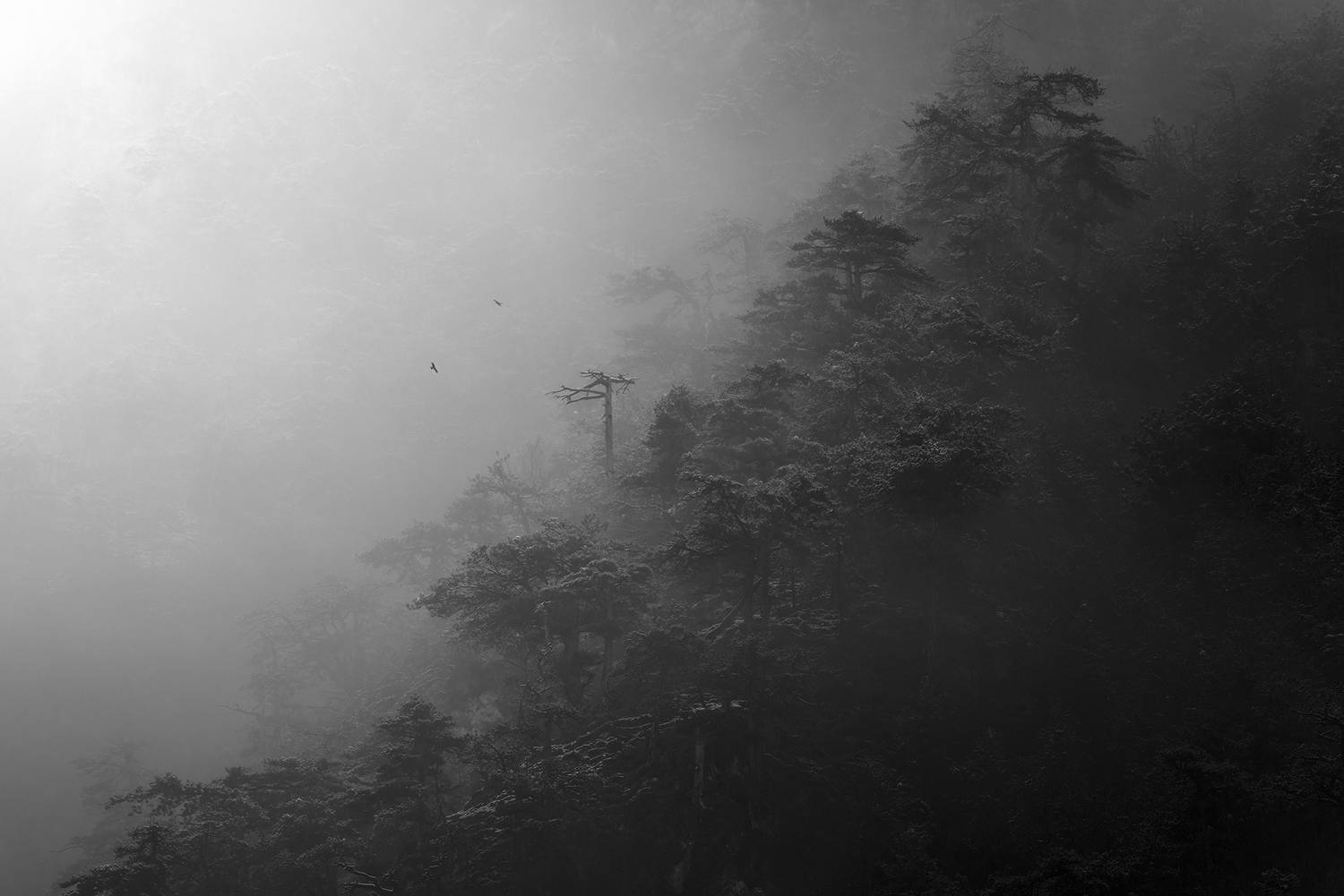 , de Franzoni Thomas