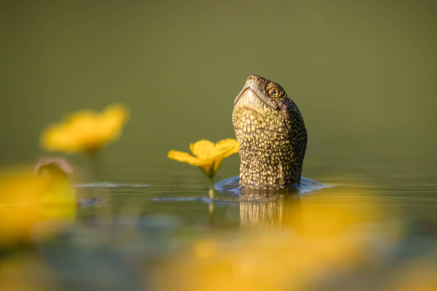 , Ксения Соварцева