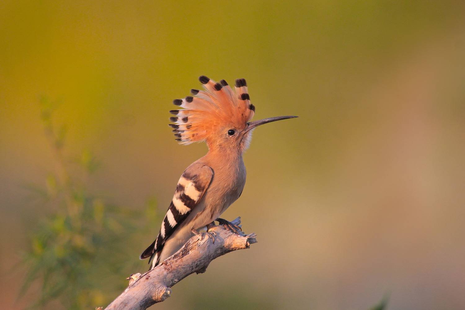 удод, upupa epops,, sergey izoya