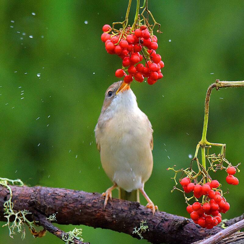 После дождя. фото превью