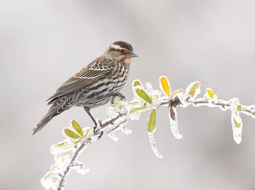 red-winged blackbird, красноплечий трупиал, winter bird, bird, cold, snow,птицы, зима, blackbird,трупиал, Etkind Elizabeth