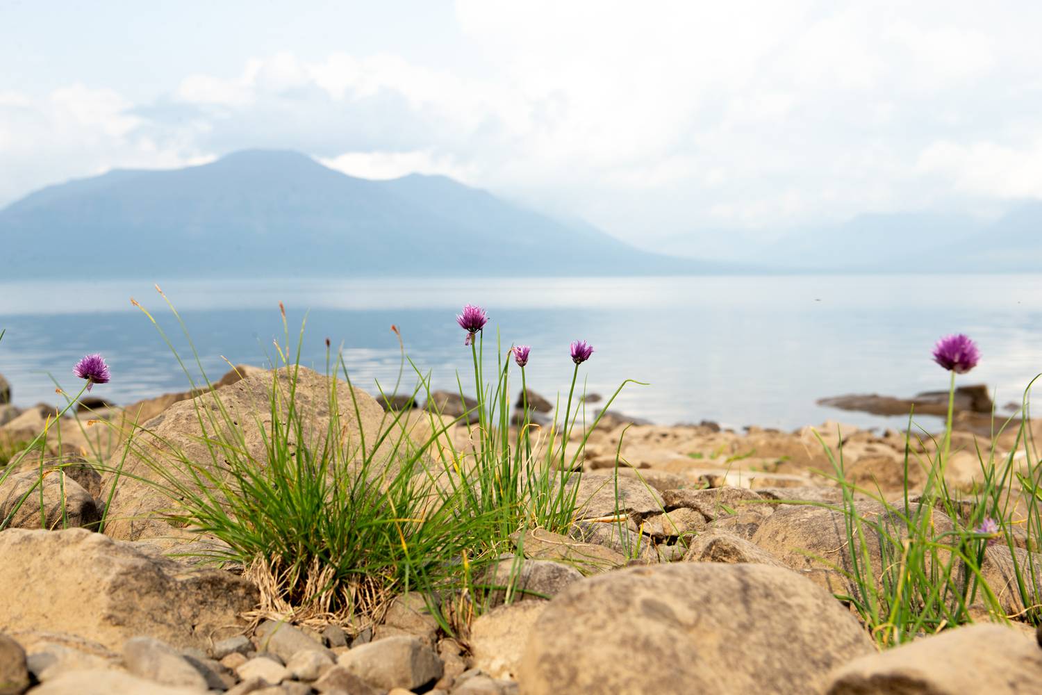 Лук арктический. Автор: Башкин Георгий Полуостров Таймыр,озеро Лама,лук арктический, Башкин Георгий