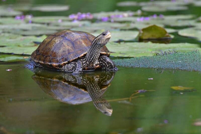 *Старая, старая сказка... фото превью