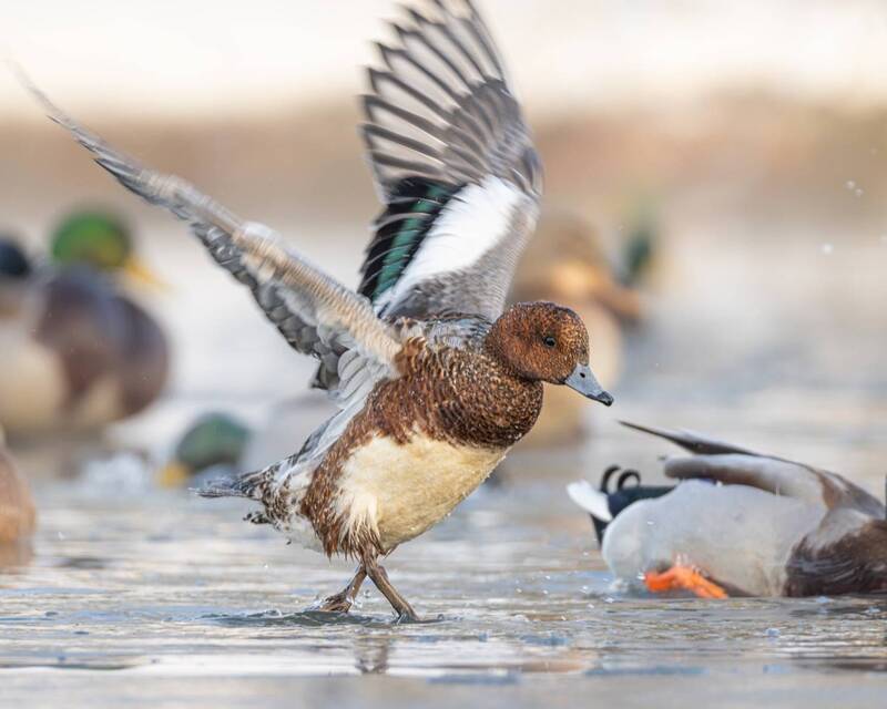 свиязь, птицы, утка Дефиле свиязиphoto preview