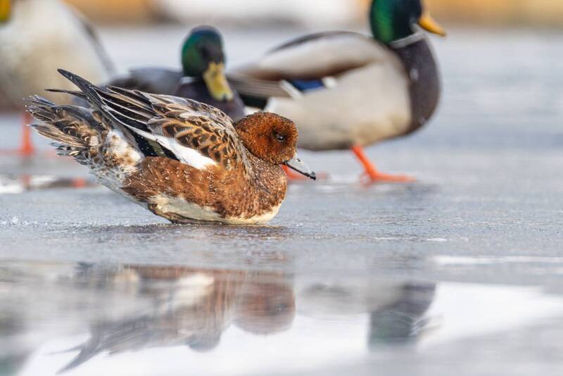 свиязь, утка, птицы Очень холодноphoto preview