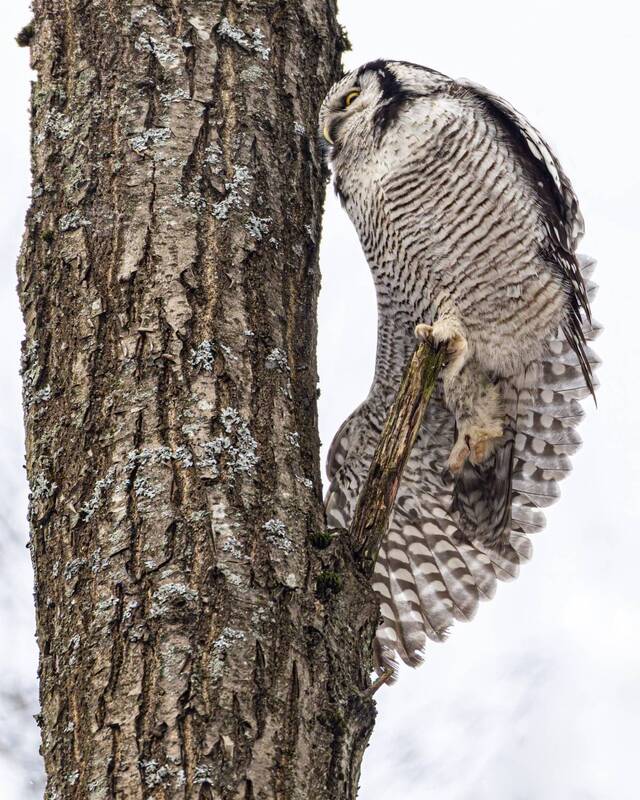 сова, ястребиная сова, птицы Буква Рphoto preview