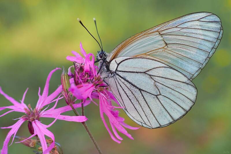 бабочка боярышница *** фото превью