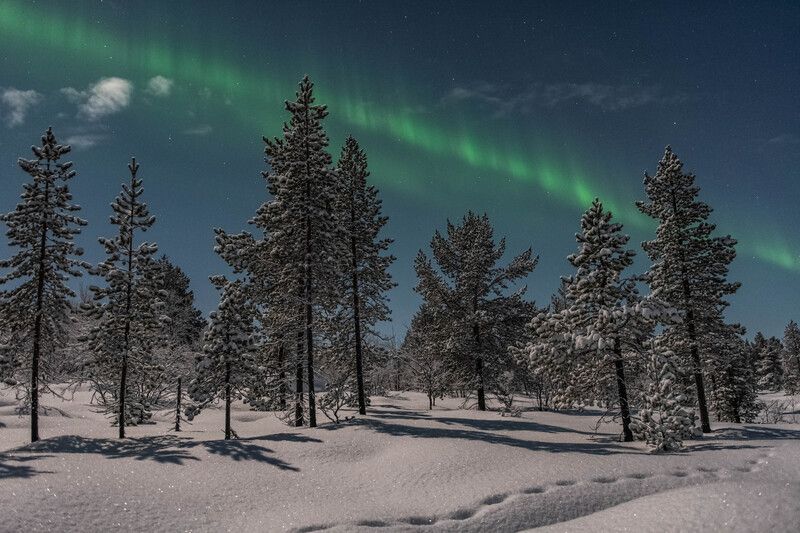 Елки-палки фото превью