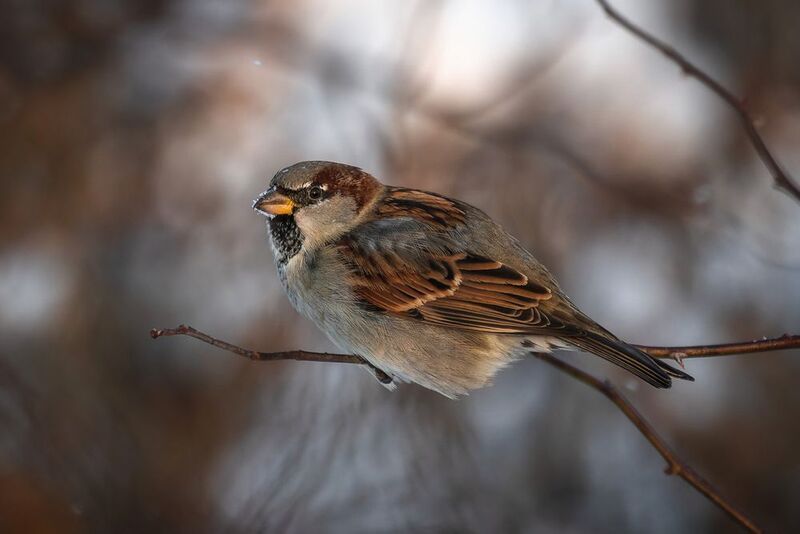 Замерзающий комочек фото превью