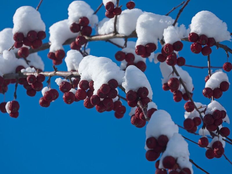 Райские яблочкиphoto preview