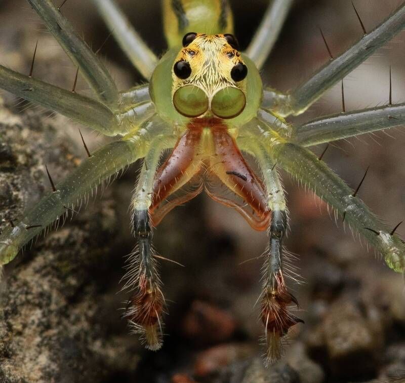 costa rica Lyssomanes patens jumping spider фото превью