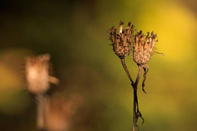 #лес #растения #цветы #макро #природа #свет Игра света, на прогулке в сочинском лесу фото превью