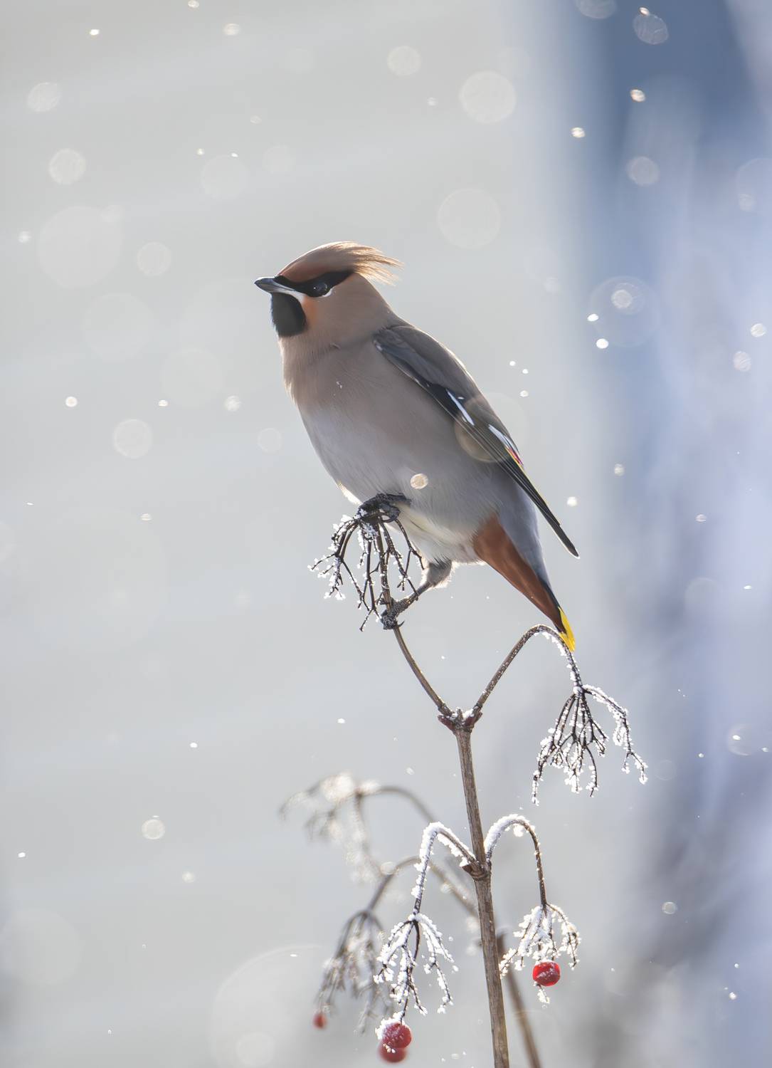 свиристель,свиристели,птицы,зима,иней,waxwing,birds,bird, nature, birdwatching, bird photography, Жгилёв Сергей