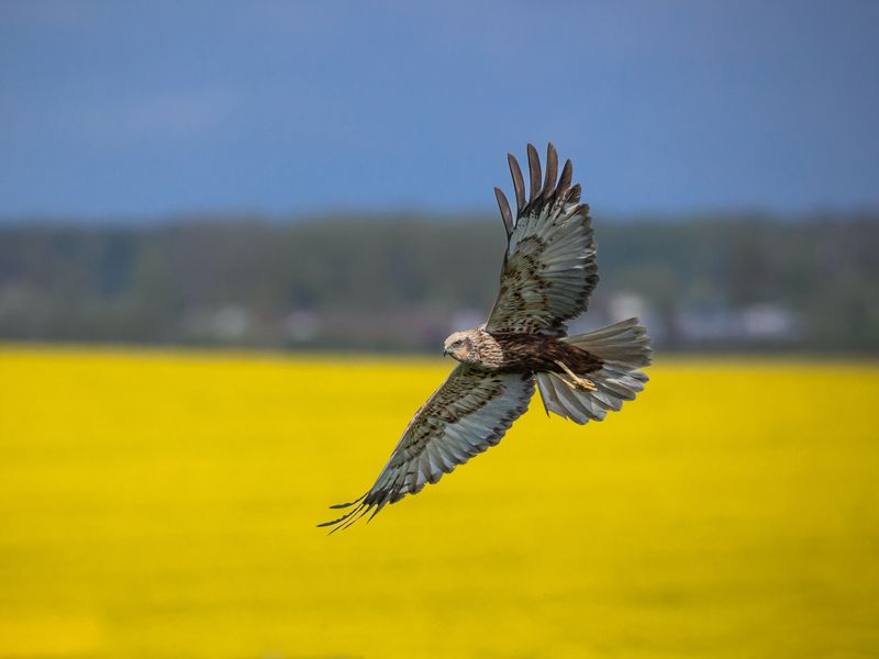 болотный лунь, фотоохота, калининградская область Болотный лунь на охоте фото превью