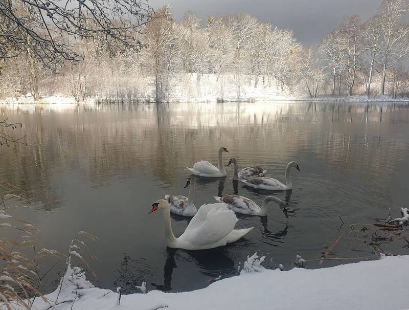 озеро, зима, лебеди, лебедь-шипун, лебедь, cygnus olor, mute swan, swan, lake, winter Лебединое озеро фото превью
