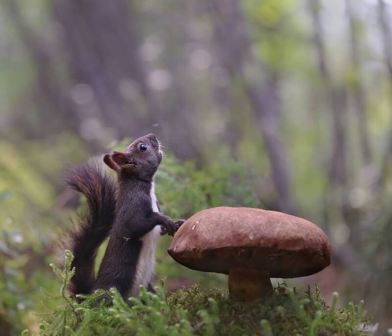 нерюнгри, белка, якутия, дикие_животные, евгениялевина, бурундукиибелкилевиной, женялевина Кажется дождь собирается! фото превью