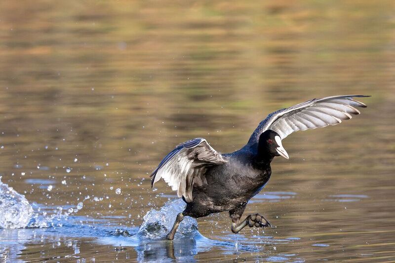 Бегущий по волнам фото превью