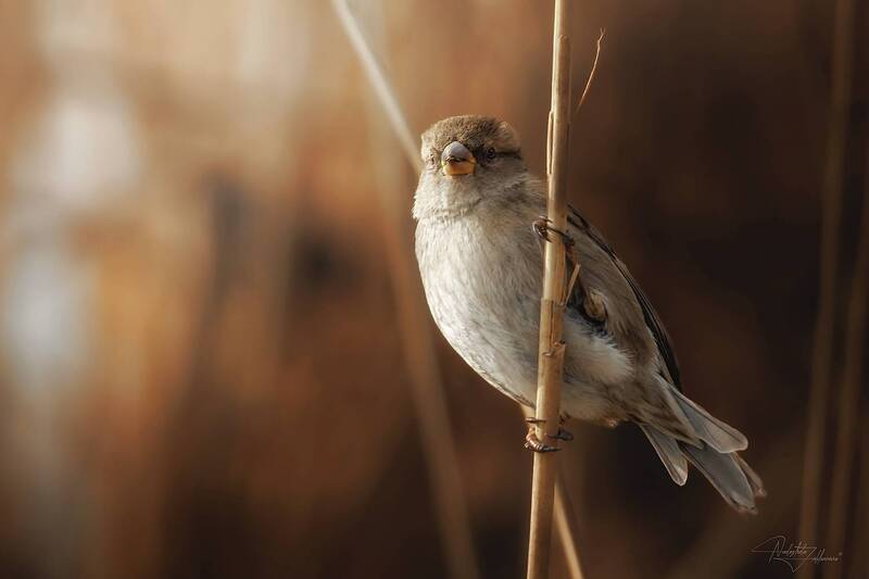 воробей, домовый воробей, самка домового воробья, наблюдения за птицами, Малыши и камыши фото превью