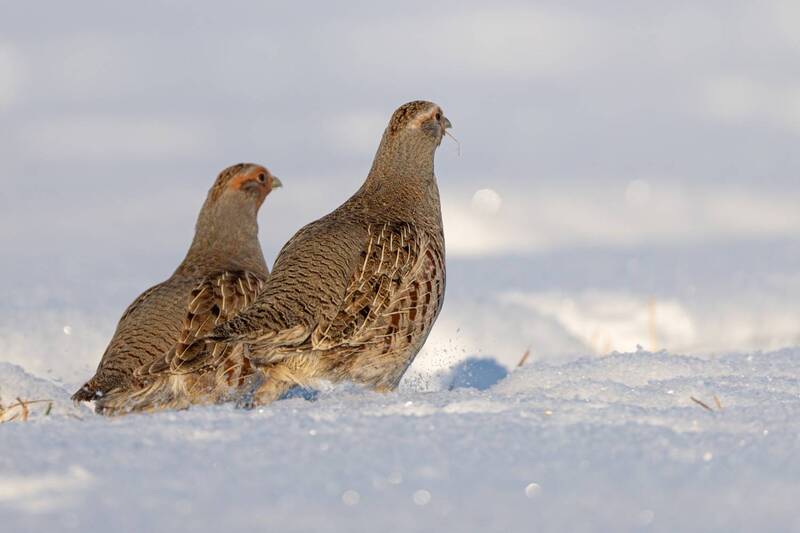 серая куропатка, куропатка, птицы Убегающие куропатки фото превью