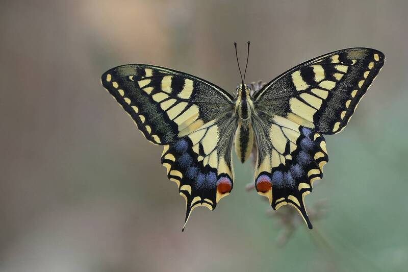 Papilio machaon фото превью