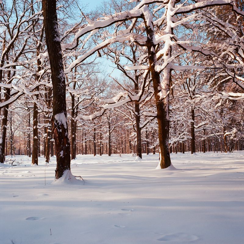природа, пленка, фото на пленку, пейзаж Русская зима фото превью