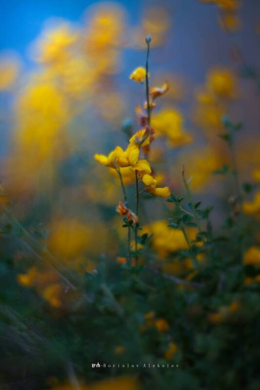 yellow,flowers,bokeh,exterior,dark,light,plant,nature,green Yellow фото превью