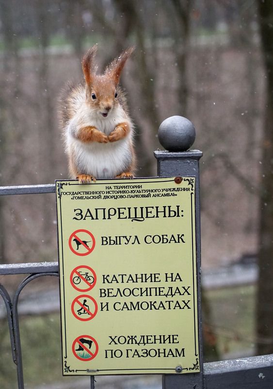 Белка Страж порядкаphoto preview