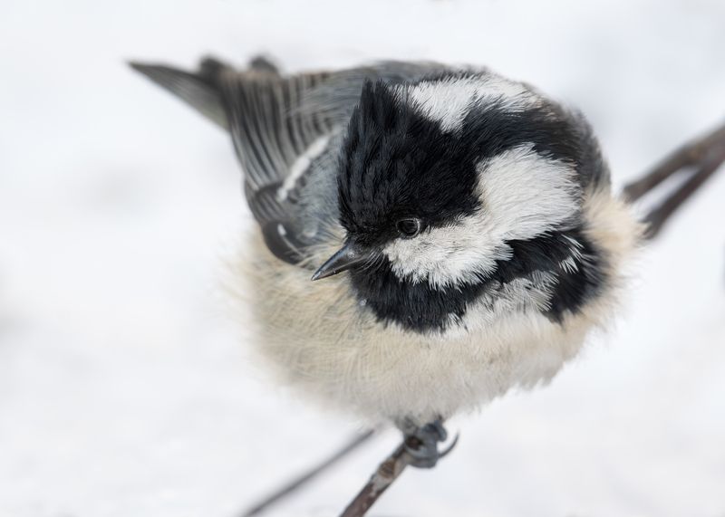 wildlife, birdwatching, nature, bird photography, птица, фотоохота, природа, московка Московка. Белая мгла photo preview