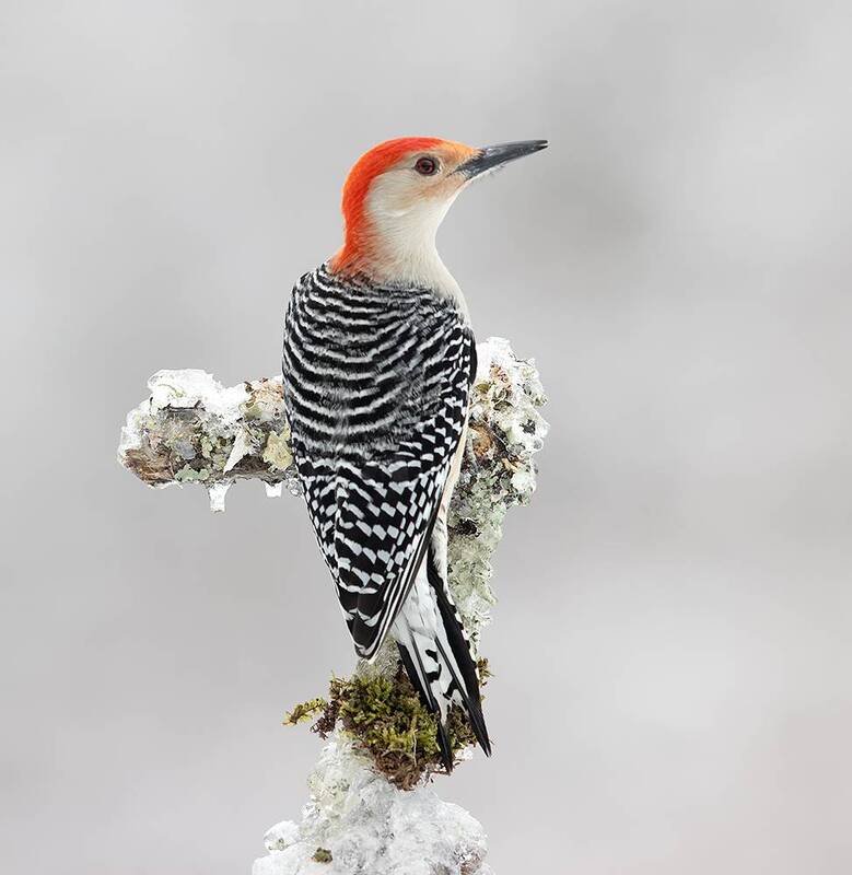 дятел, каролинский меланерпес, red-bellied woodpecker, woodpecker, зима,  winter, bird,  cold, snow,птицы Red-bellied Woodpecker, male -Каролинский меланерпесphoto preview