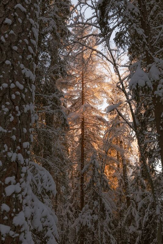 зима,лес, деревья, снег, река, ленинградская область, Укутанный снегом лесphoto preview