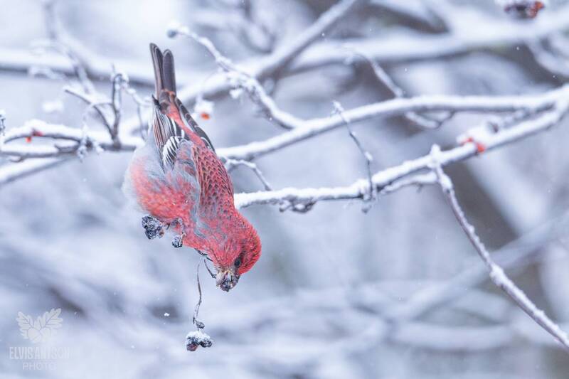 щур, птицы россии, кострома, костромская область, щуры, редкие птицы Щуры в морозный день.photo preview