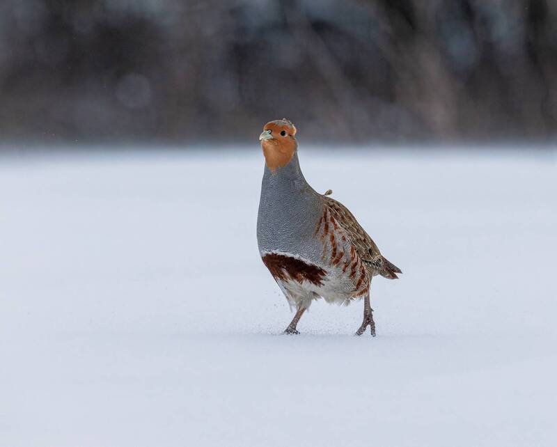 Куропатка сераяphoto preview