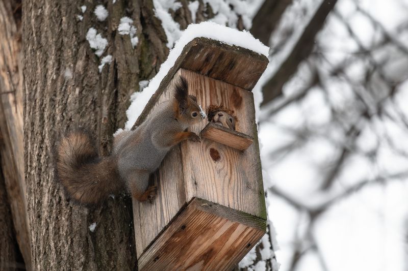 санкт-петербург, питер, природа, зима, природа России Тук-тук, кто в домике?photo preview