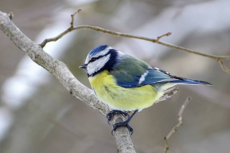 синица, обыкновенная лазоревка, зелёная лазоревка, лазоревка, синяя синица, cyanistes caeruleus Синяя синицаphoto preview