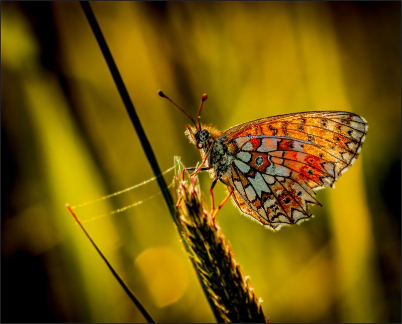 макро,природа Зарисовка в лесуphoto preview