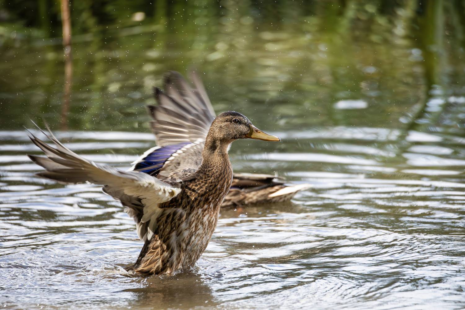 кряква,утка,утиные,птица,лето,природа,птицы,ducks,duck,nature, wildlife photography, Жгилёв Сергей