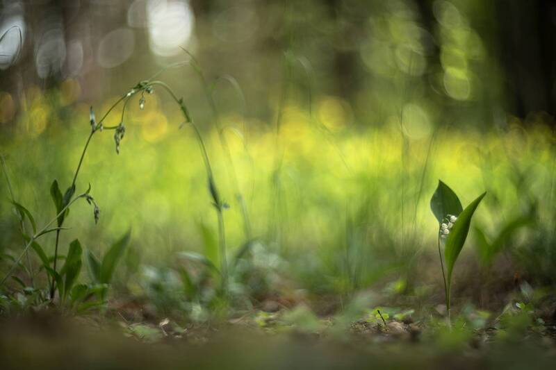 ландыши, весна, свет, лес, макро, природа, геннадий мещеряков, nikon d 850, гелиос-40-2 1,5/85 никон. Просто был май. фото превью